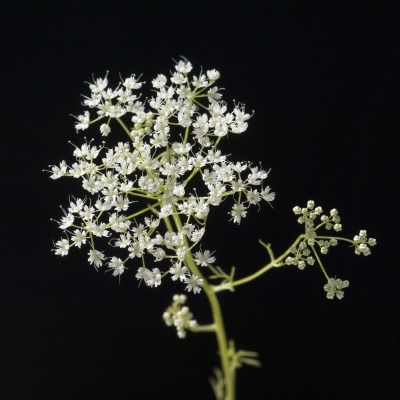 Aniseed, Pimpinella anisum