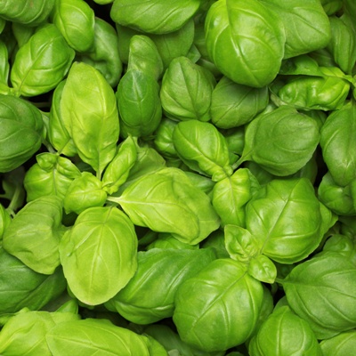 Basil