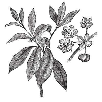 Lindera benzoin or Benzoin aestivale vintage engraving