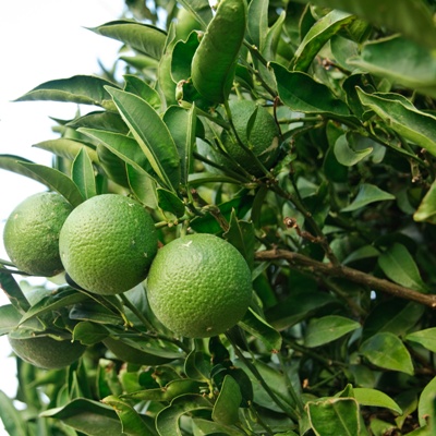 Bergamot FCF