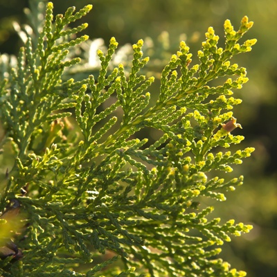 Juniperus Sabin