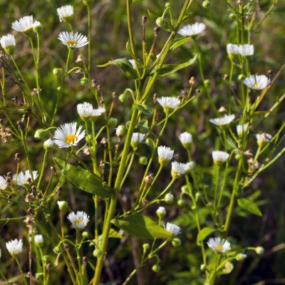 Chamomile