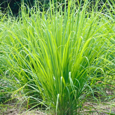 lemongrass clump