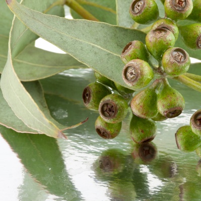 Eucalyptus Radiata