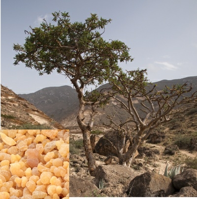 Frankincense with tree