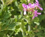 Geranium