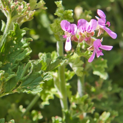 Geranium, whole plant