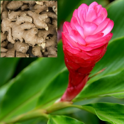 Ginger Root & Flower
