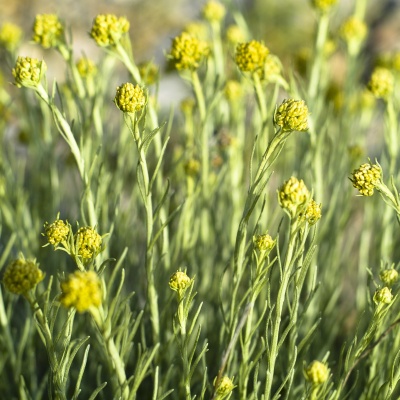 Helichrysum italicum (Helichrysum angustifolium)