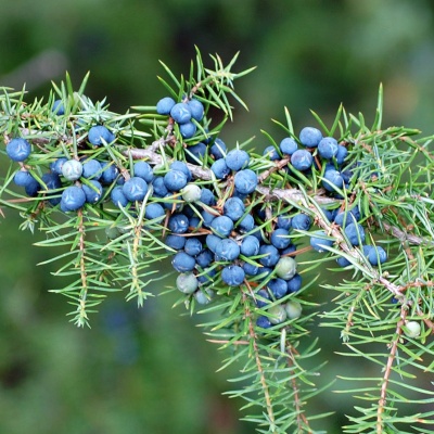 juniper fruits