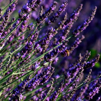 Lavander 2