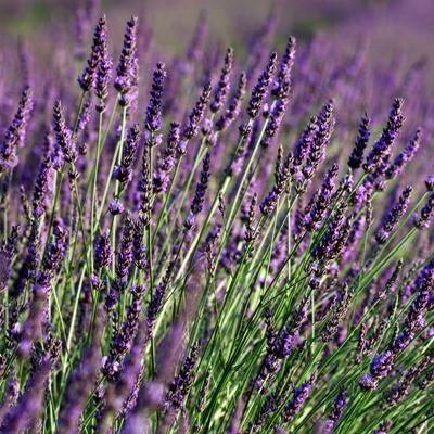 Lavander, French