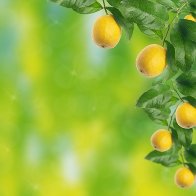 Lemon tree with bokeh