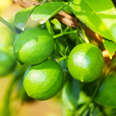 Close-up of green ripping lemon