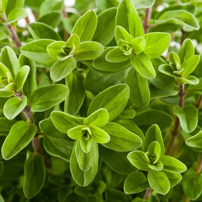 Marjoram