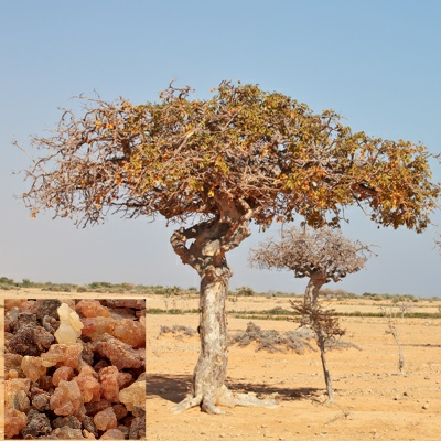 Myrrh with Tree