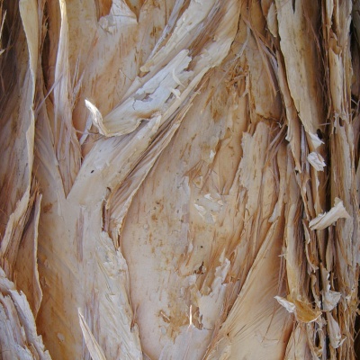 Naiouli, Paperbark