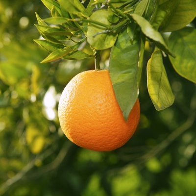 orange fruit on tree before harvest in mediterranean Valencia Spain