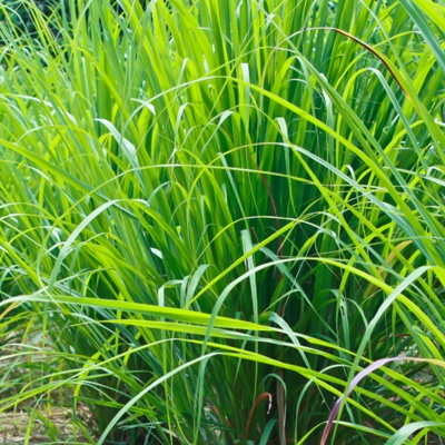 lemongrass clump