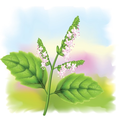 Plant patchouli (Pogostemon cablini).