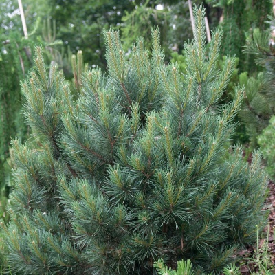 Pinus sylvestris 'Watereri'