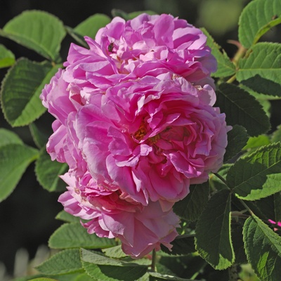 Rosa x damascena / Rose de Damas / Rose de Puteaux