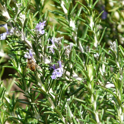 Rosemary