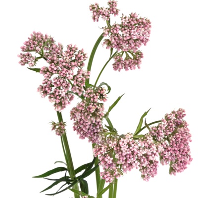 Valerian Herb in Flower