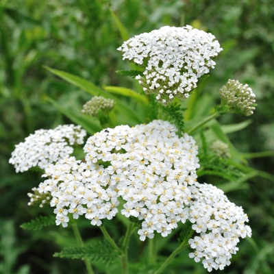 White Yarrow Wildflower