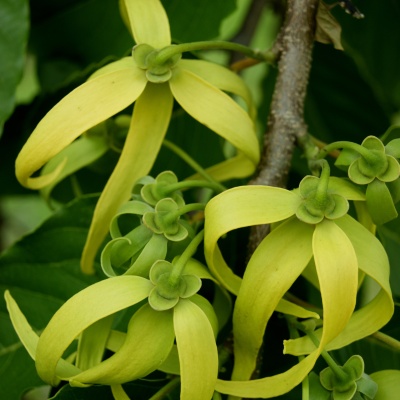 Ylang ylang 1