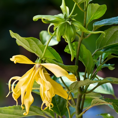 Flowers Ylang-Ylang, for the manufacture of essential oil