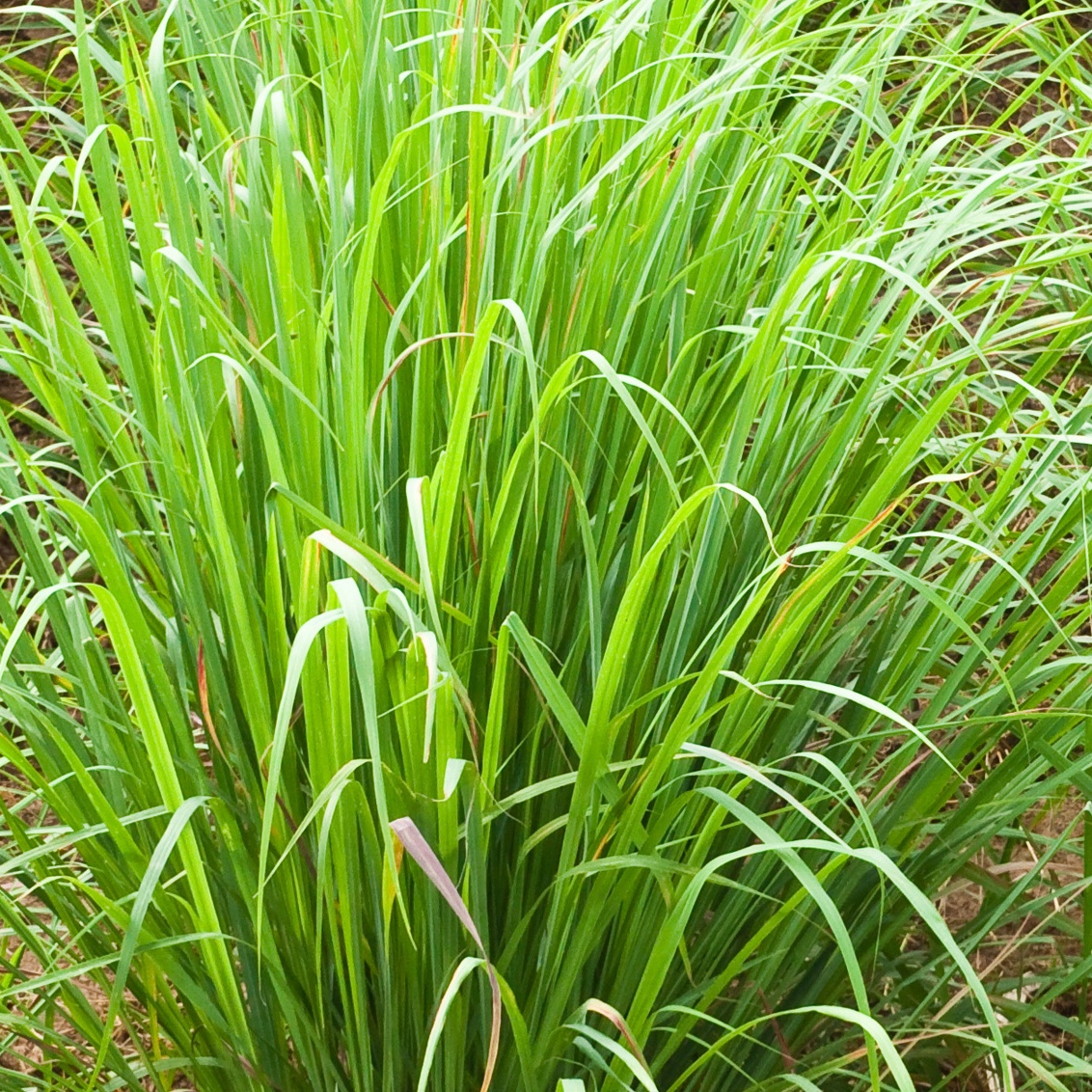 Lemon grass plant,North East of Thailand.