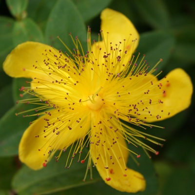 St John's Wort