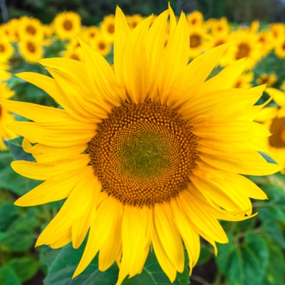 Sunflower