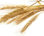 Wheatgerm Oil
