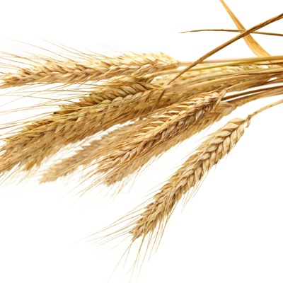 wheat isolated on white