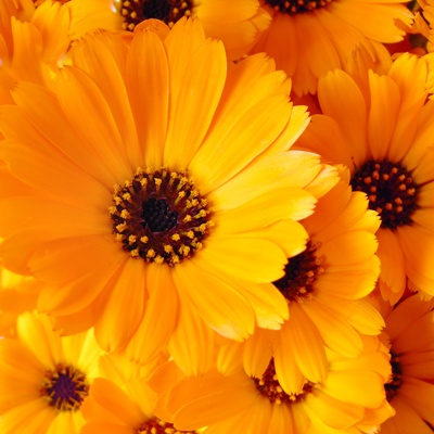 Calendula flowers