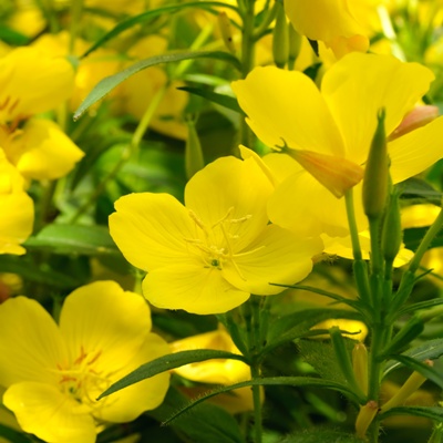 Evening Primrose