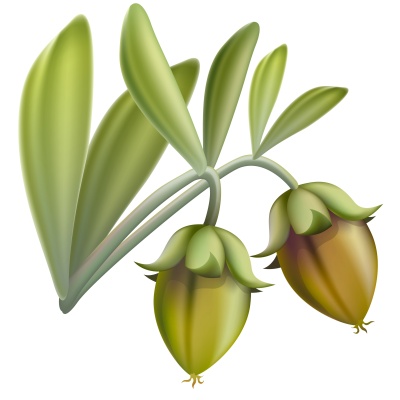 Jojoba fruit. Vector illustration.