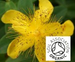 Organic St John's Wort