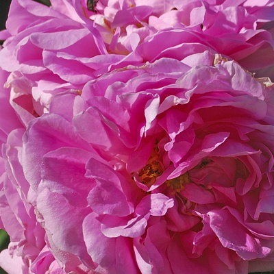 Rosa x damascena / Rose de Damas / Rose de Puteaux