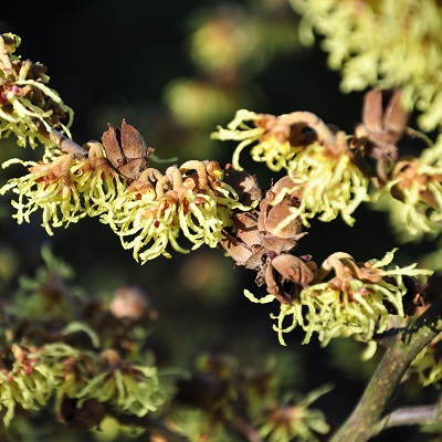 Witch Hazel