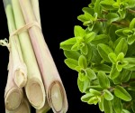 Lemongrass & Marjoram