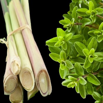 Lemongrass & Marjoram