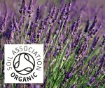 Organic Lavander, French