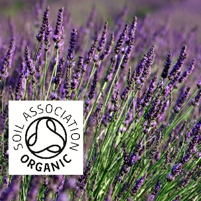 Organic Lavander, French