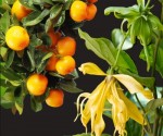 Ylang & Mandarin