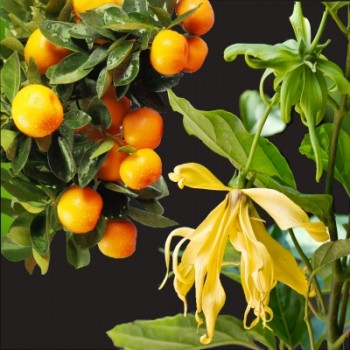 Ylang & Mandarin