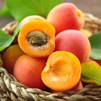 Apricot