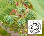 Organic Castor Bean and Flower